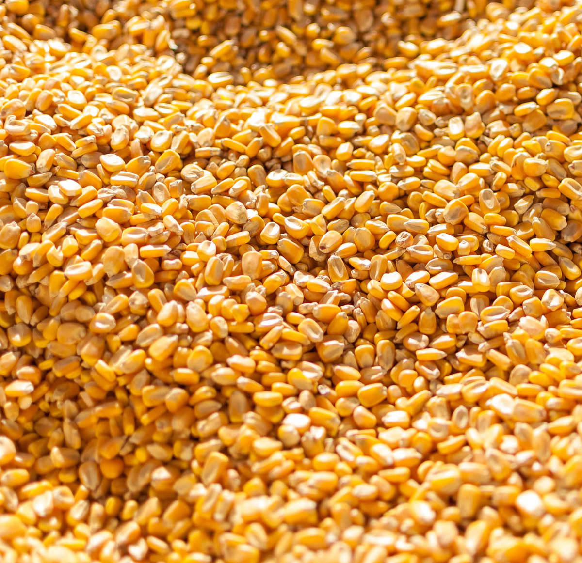 Organic Sweet Yellow Corn Maize Canadian Wholesale Dried Corn for Animal Feed Yellow Corn - Image 5