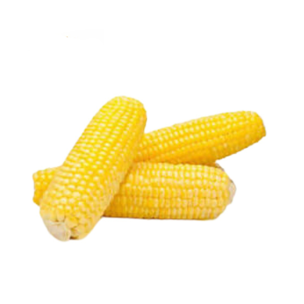 wholesale Yellow Corn/ yellow corn for human consumption non gmo yellow corn/ yellow corn Wholesale Sale buyer Import - Image 5