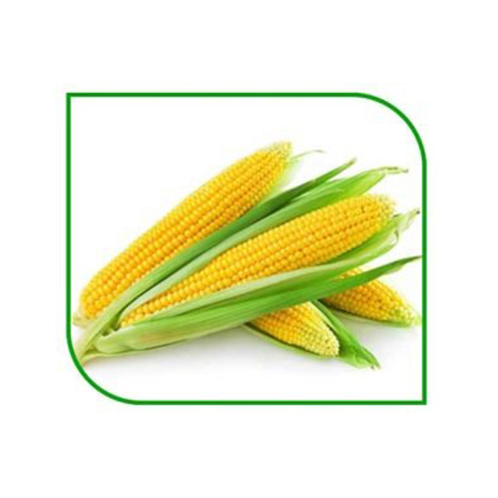 New Crop Brazilian Bulk Yellow Corn Maize Dried Yellow Corn for Human Animal Poultry Feed Grade a for Consumption - Image 5