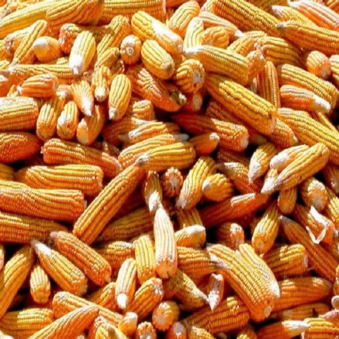 Organic Sweet Yellow Corn Maize Canadian Wholesale Dried Corn for Animal Feed Yellow Corn - Image 6