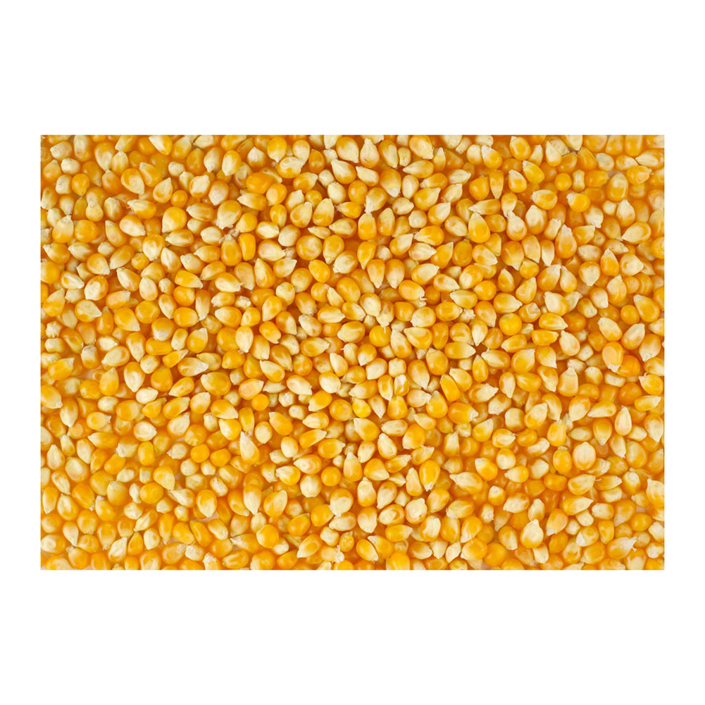 Organic Premium Grade Dried Yellow Corn Granules/Corn Maize From Canada in Bulk Packaging - Image 3
