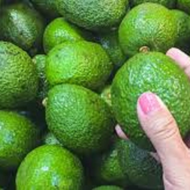 Fresh Avocado
