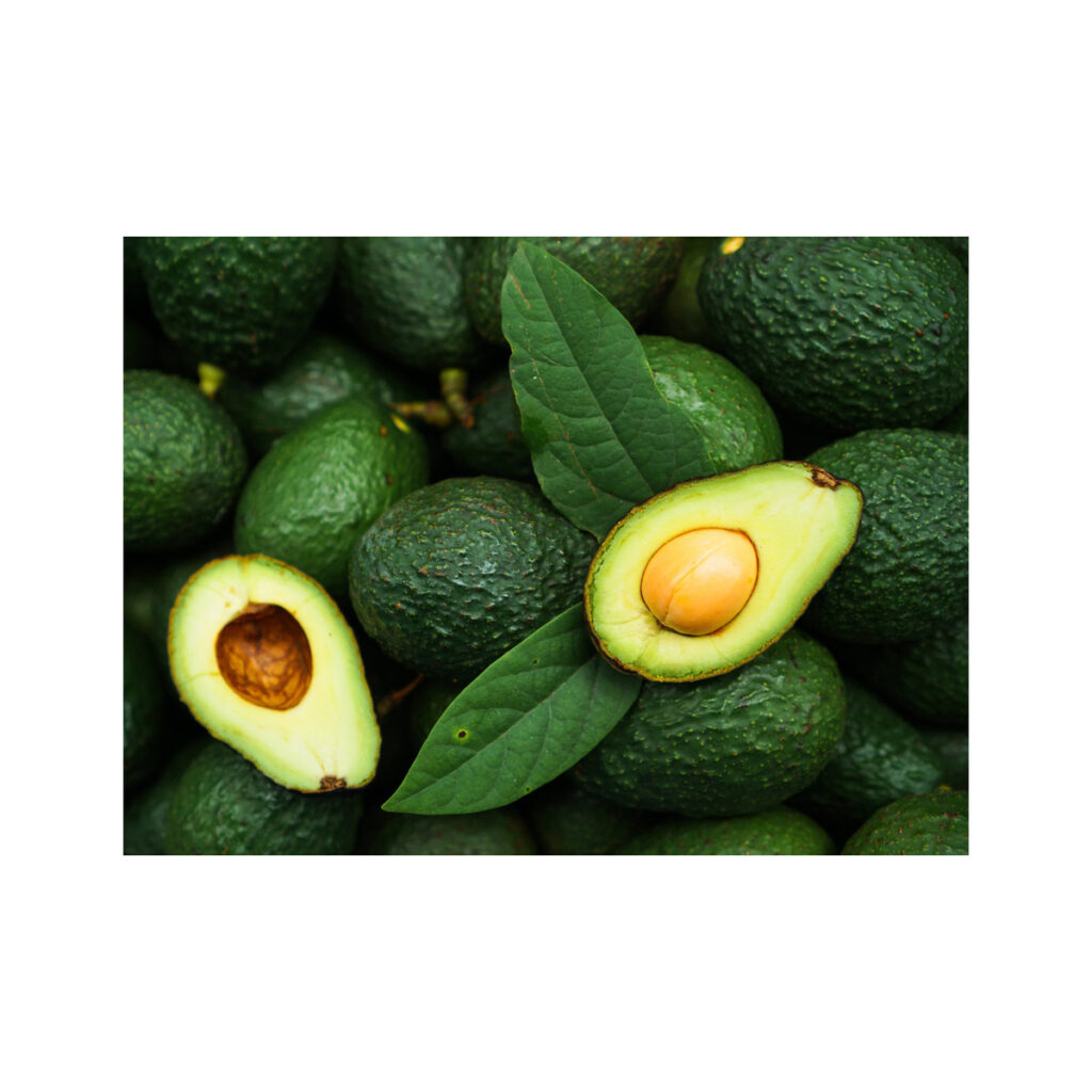 High Quality Fresh Avocados Best Price Offered