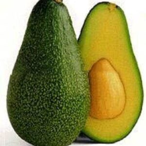 Fresh Avocado - Original Vietnam
