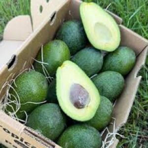 Vietnam Export 100% Tax-Free Premium Fresh Avocados with Creamy Yellow Flesh and Small Seeds