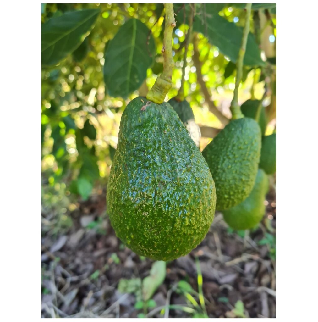 High Quality Luxury Hass Avocado Organic Fresh Fruit Best Wholesale Importers Agriculture farmland Brand Highest Grade South Africa Origin