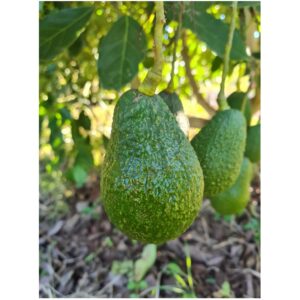 High Quality Luxury Hass Avocado Organic Fresh Fruit Best Wholesale Importers Agriculture farmland Brand Highest Grade South Africa Origin