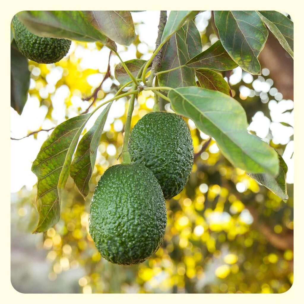 Export Quality Fresh Avocado Handpicked & Ready for Shipment