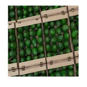 100% HOT PRODUCT - the GREAT Deal of Fresh Organic Avocado
