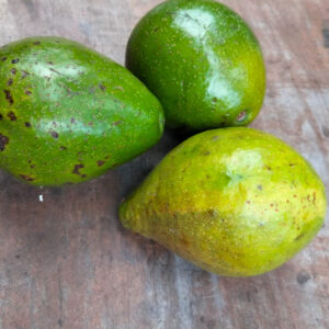 Wholesale Premium Quality Natural Avocado Fruit Best Selection Fresh Style From Indonesia