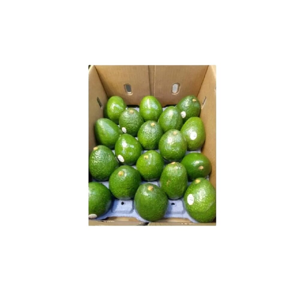 Organic Fresh Avocados Hass & Fuerte South African Fruit Cultivation