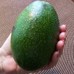 Hass Avocado From South Africa-Premium Grade Fresh Fuerte Variety Pre-Order Now
