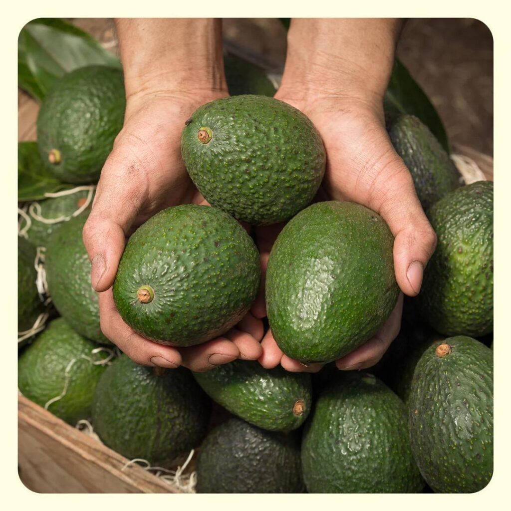 High-Quality Fresh Avocado for Global Market Farm Direct Supply