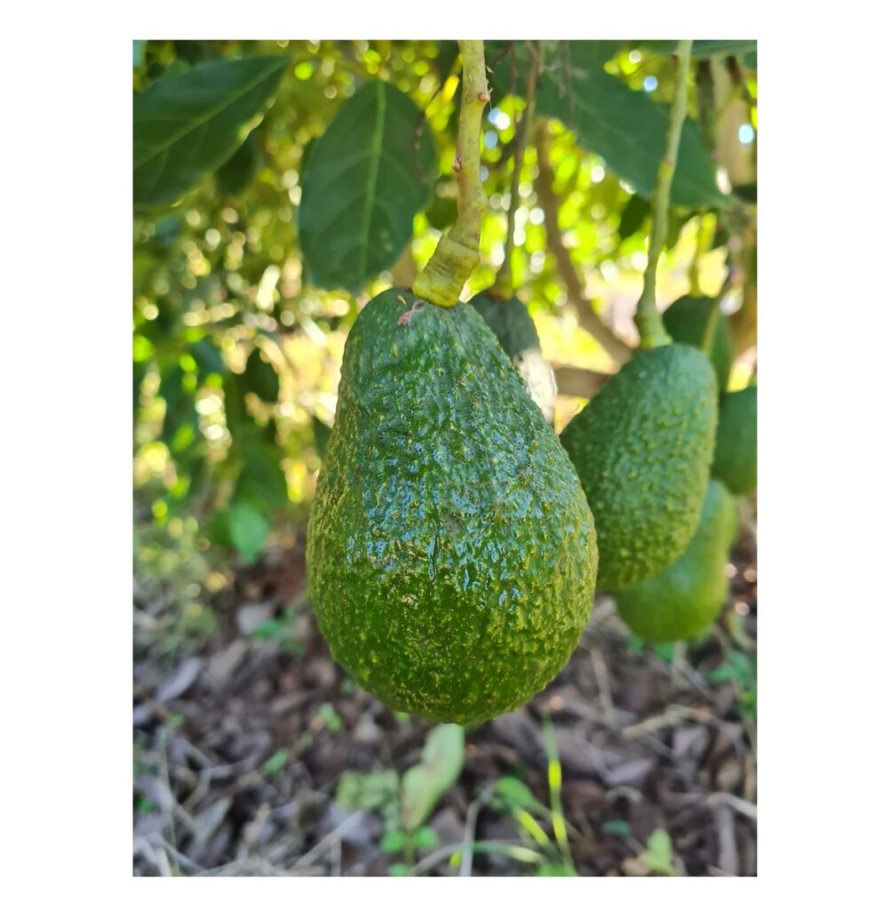 Best Organic Avocado Fruit Items Hass Variety Fresh Style-Hot Selling Original Wholesome Food Product Import