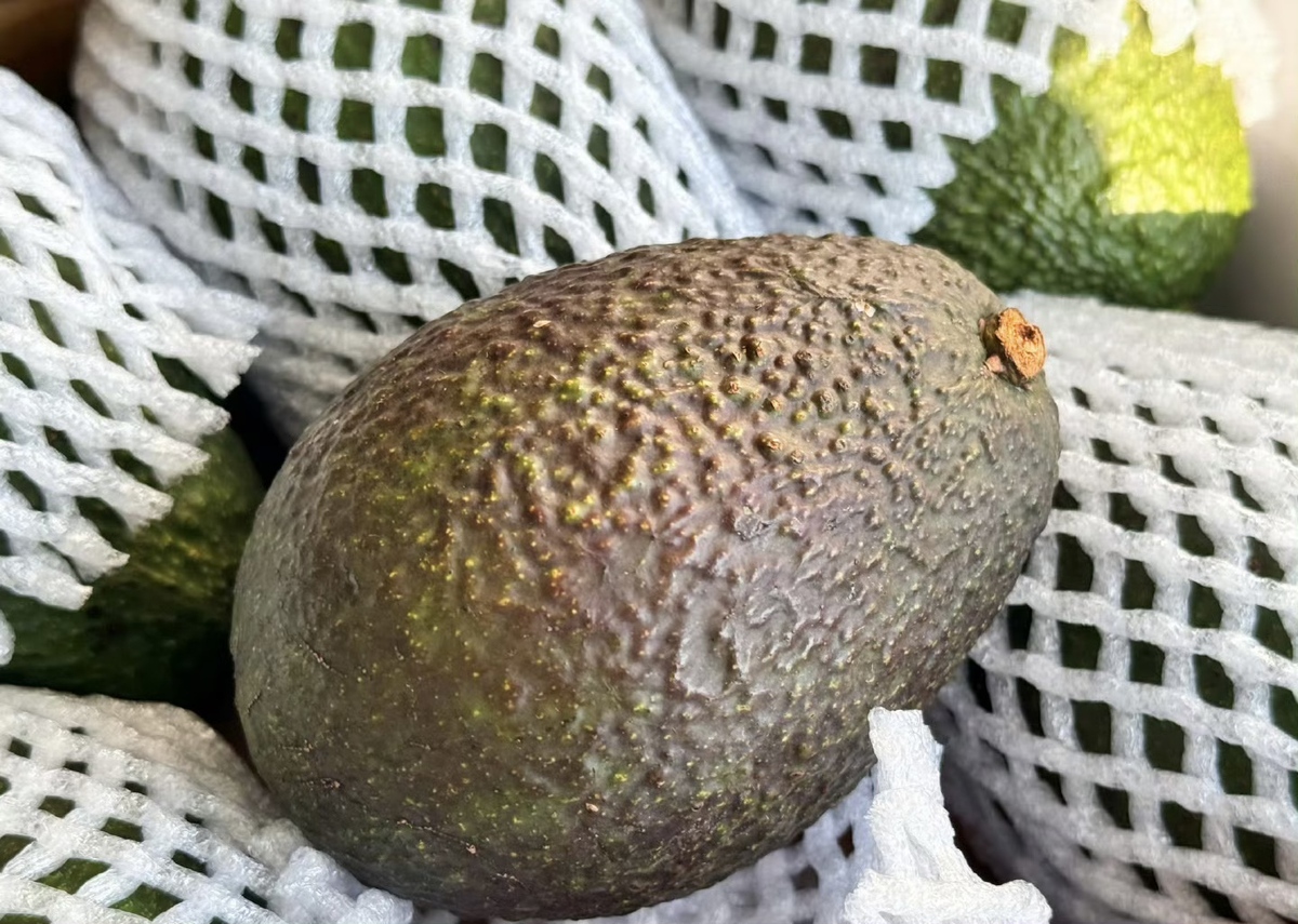 High Quality Premium Hass Fresh Avocado High Grade Size 14-32 30 Days Shelf Life Available for Sale at Low Price - Image 2