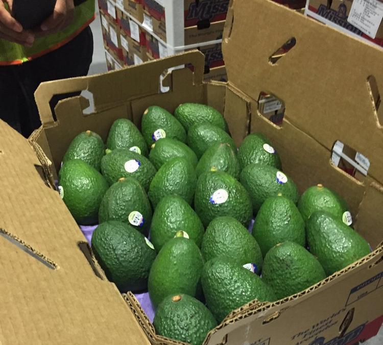 Organic Fresh Hass Avocados Highest Grade Natural Best Price From South Africa - Image 3