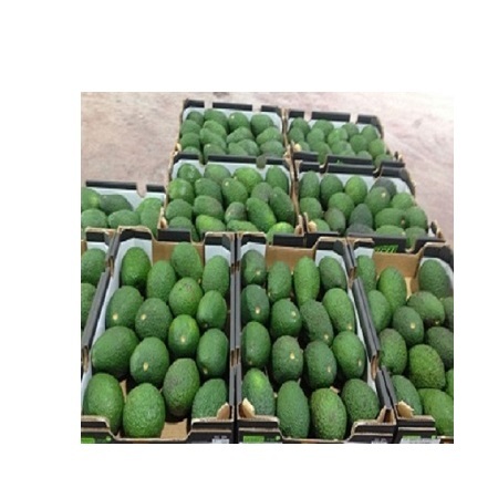 Organic Hass Avocado Best Quality Natural Fresh Produce for Sale Certified Organic Cultivation - Image 3