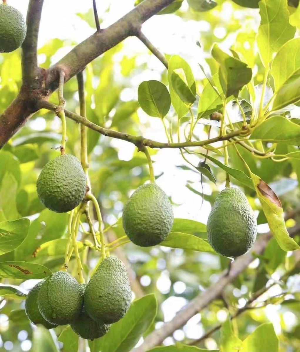 High Quality Premium Hass Fresh Avocado High Grade Size 14-32 30 Days Shelf Life Available for Sale at Low Price - Image 5