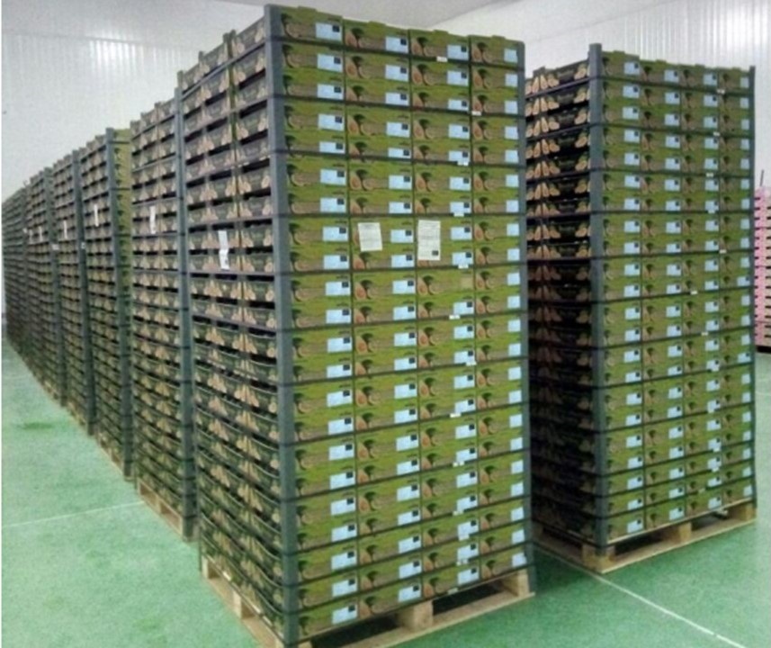 Organic Fresh Hass Avocados Highest Grade Natural Best Price From South Africa - Image 4