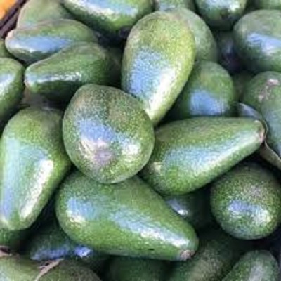 Organic Hass Avocado Best Quality Natural Fresh Produce for Sale Certified Organic Cultivation - Image 5