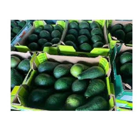 Organic Hass Avocado Best Quality Natural Fresh Produce for Sale Certified Organic Cultivation - Image 6
