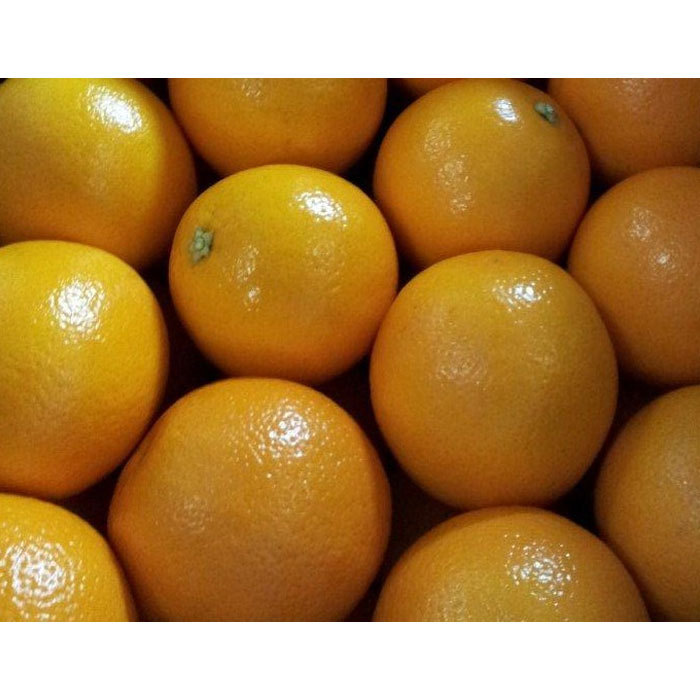 HIGH QUALITY MIDKNIGHT FRESH SWEET VALENCIA ORANGES for WHOLESALE