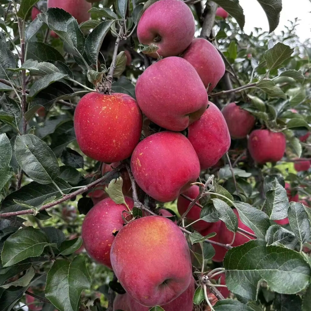 High Quality Fuji apple Factory Supply China Fresh apple Export Price