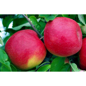 Natural Fresh Red Fuji Apples Wholesale Supplier Sweet Crisp Apples Bulk Exporter for Global Markets
