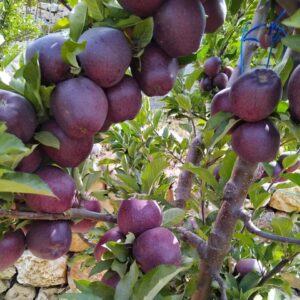LEBANON APPLES BEST PRICE IN THE WORLD