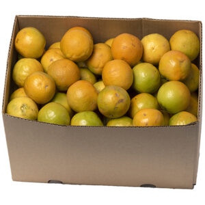 Fresh Organic Navel & Valencia Oranges Premium Sweet Juicy Citrus Fruit Grade a Export Quality South Africa Packed for Wholesale