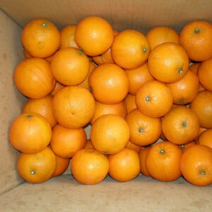 Premium Grade High Quality Fresh Valencia Oranges From South Africa for Wholesale