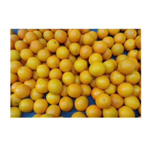Premium Fresh Oranges Sweet & Juicy Citrus Fruit Grade 1 From Pakistan for Wholesale Export