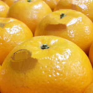 Orange Citrus Fruit From Pakistan High Quality Reasonable Price Customized Packing Fresh Kino Fruit Which Shelf Life 1 Months