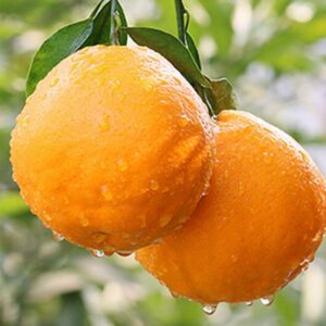 New Crop Chinese Tangerine Fresh Fruits Mandarin Oranges Brands