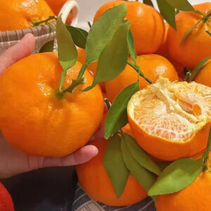 Chunjian Pomelo Orange Natural Sugar Rich High Moisture Mineral Rich Vitamin Packed Fiber Fresh Citrus Fruit Lime Lemon