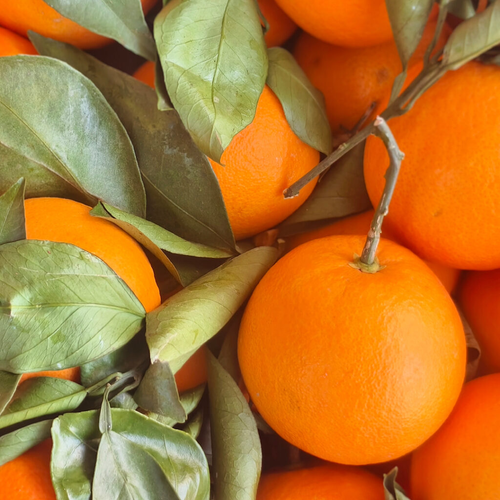High Quality Export Fresh Navel Oranges Premium Fresh Harvest Oranges Lemons Limes Citrus Fruit with Orange Yellow