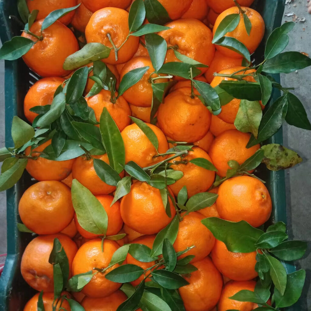 100% Organic Export Grade Fresh Nasik Orange Factory Supply High Quality High Quality Fresh Citrus Fruit Mandarin Oranges OEM