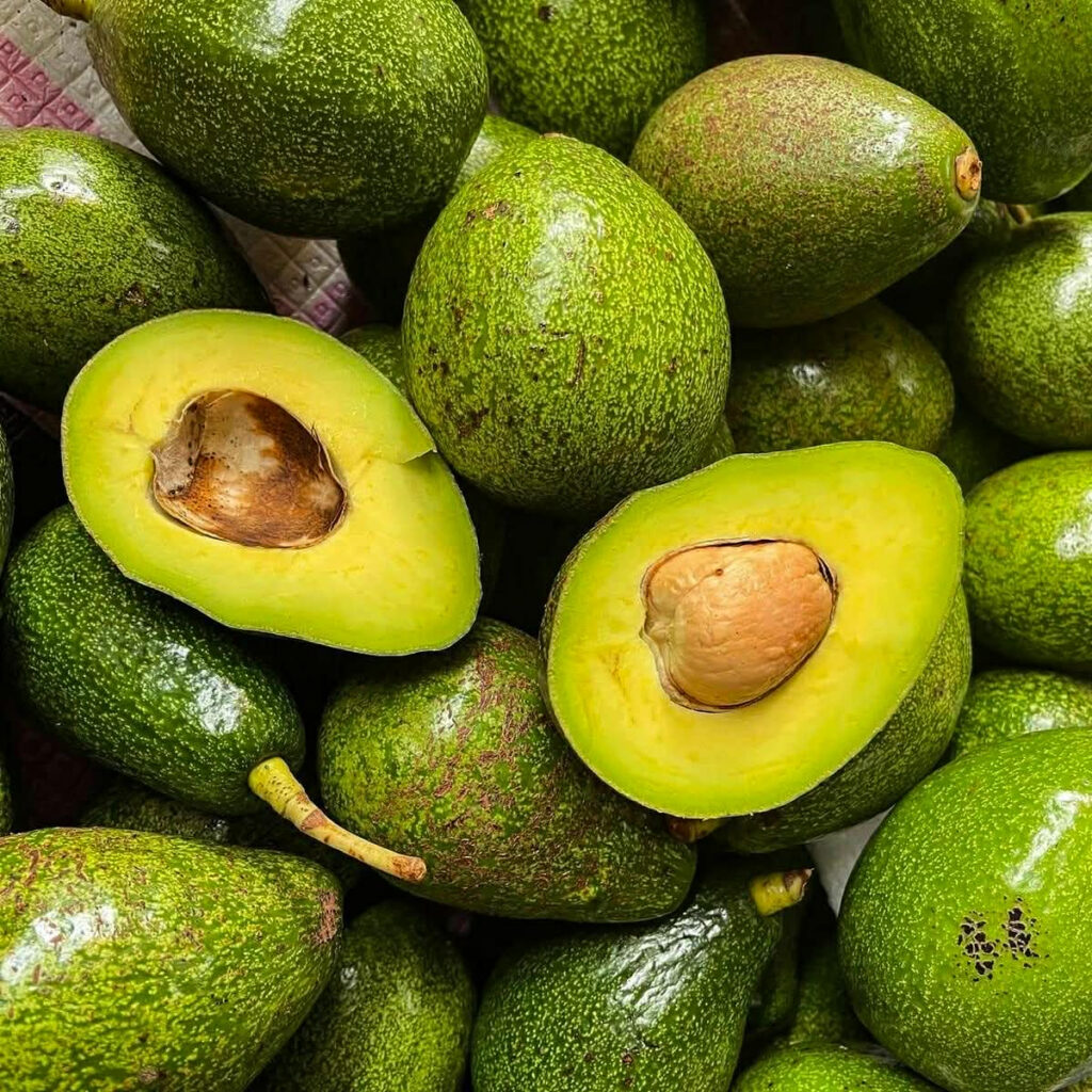 Premium Grade Fresh Organic Hass Avocado for Export Wholesale