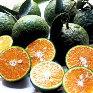 Orange Fresh Fruit