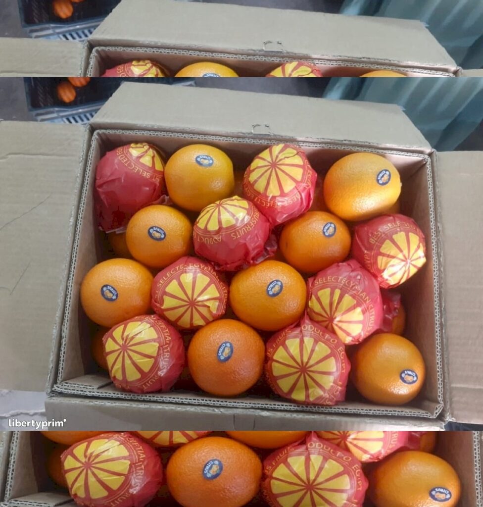 Fresh Valencia & Navel Organic Oranges Juicy Sweet Citrus High Quality From Egypt