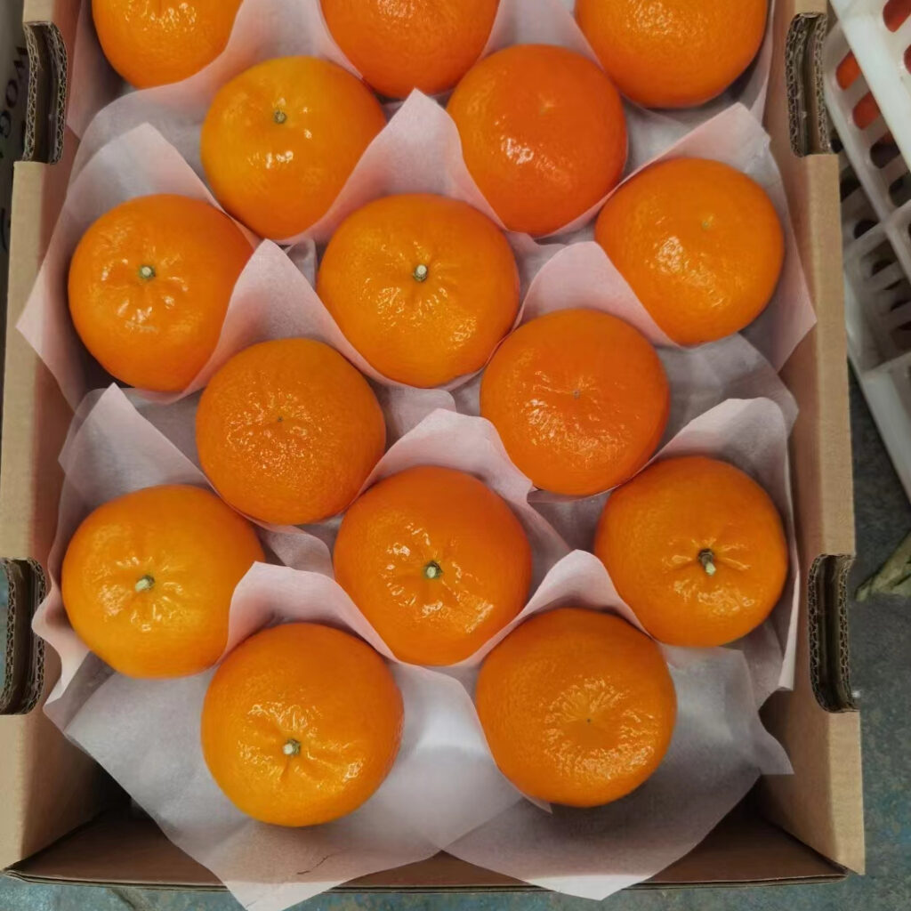 Hot Selling China Fresh Fruit Supplier for Wholesale New Crop Fresh Wogan Fresh Citrus Orange