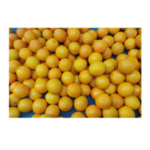 Hot Selling Pure Natural Healthy Highly Nutritious Fresh Citrus Fruit Valencia Oranges El Farida Premium 15kg Carton Box Egypt