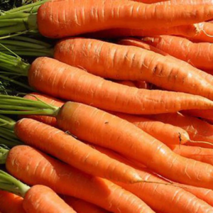 Hot Sale 100% Natural Big Size Fresh Carrots High Quality Type 1 Direct Competitive Export Price