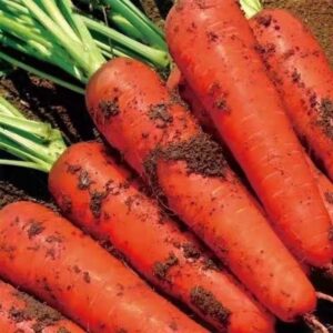 Best Standard Wholesale Natural Fresh Carrot for All Ages Latest Crop Produced