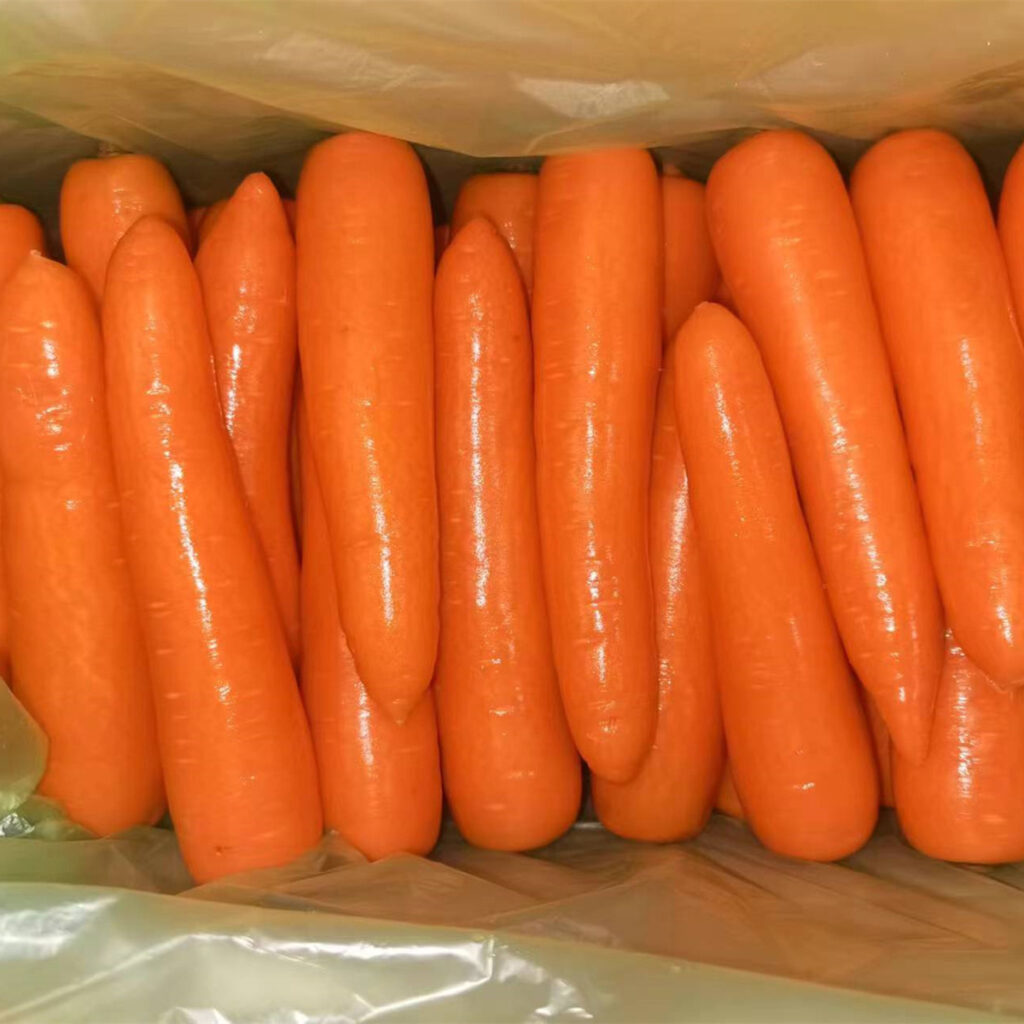 New Crop Fresh Carrot 150/200g China Factory Supply Red Carrot