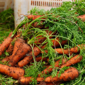 Fresh Orange Carrot New Crop Non GMO Healthy Vegetable  10kg  Factory Direct Wholesale Bulk Export Fast