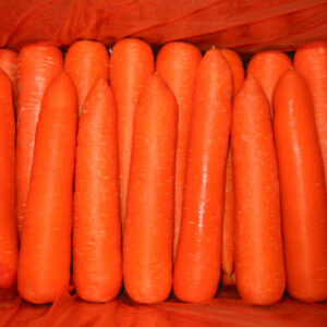 Supplier Fresh New Season Vegetables Wholesale Baby Carrot Fresh Price in Fresh Carrot Seeds for Sale