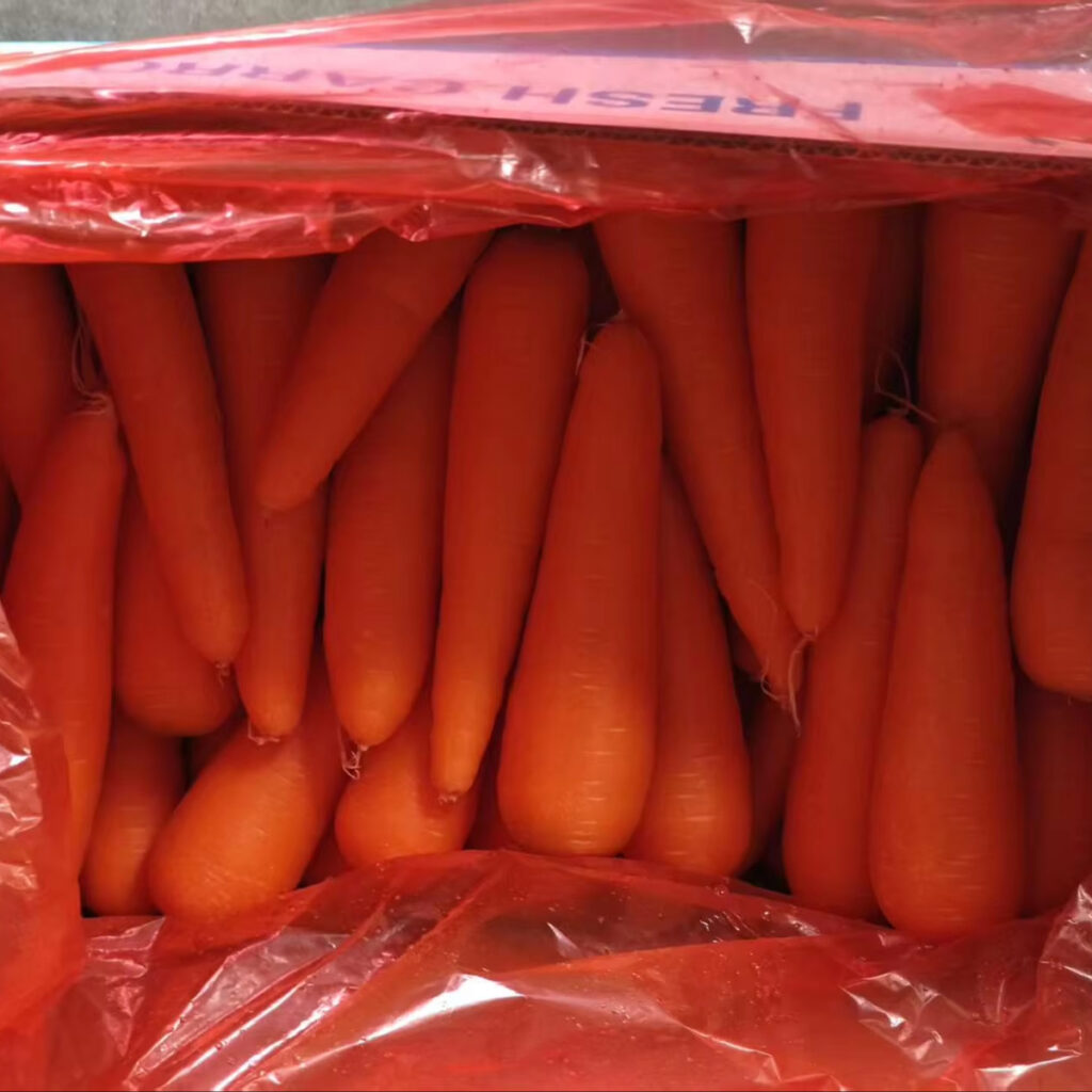 Organic Carrot 316 Variety Red 20cm 0.15kg Carton Fresh Food Umbelliferous Vegetable 3 Months Shelf Life Cold Storage