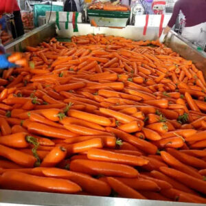FRESH CARROT NEW CROP Red Orange HACCP Certified 10cm 10kg