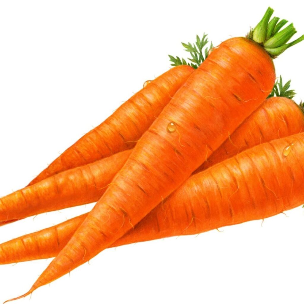 Hot Sale Wholesale Fresh Carrots